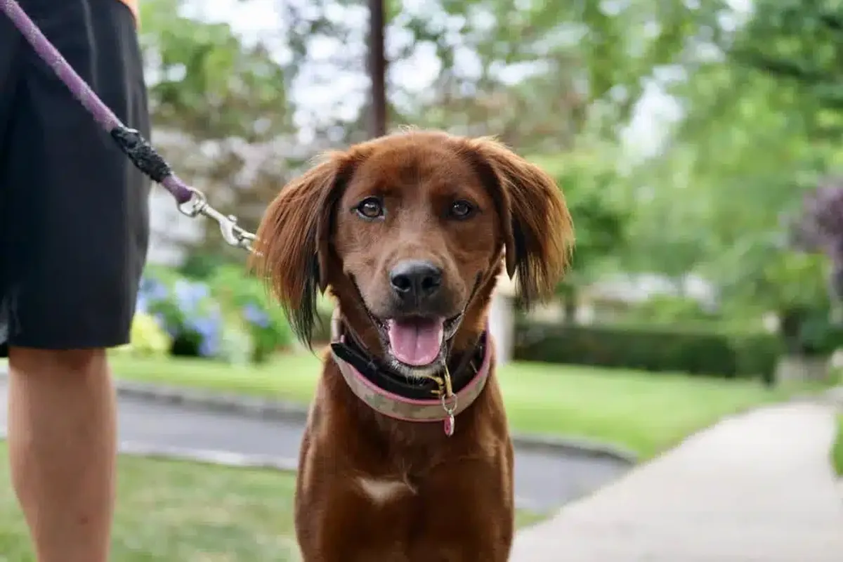 Dans Dog Walking and Pet Sitting — Business Consulting for Dog Walking and Pet Sitting Company